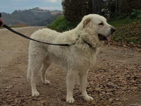 sheepdog